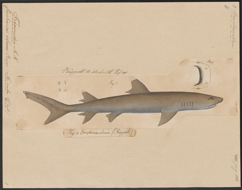Triaenodon obesus - 1700-1880 - Print - Iconographia Zoologica - Special Collections University of Amsterdam - UBA01 IZ14100069.jpg