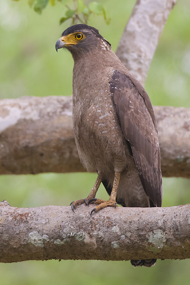 Spilornis cheela (Bandipur, 2008) - crested serpent eagle (Spilornis cheela).jpg