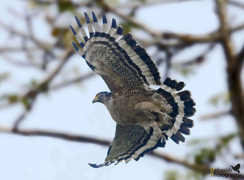 Crested Serpent Eagle at Kaziranga.jpg
