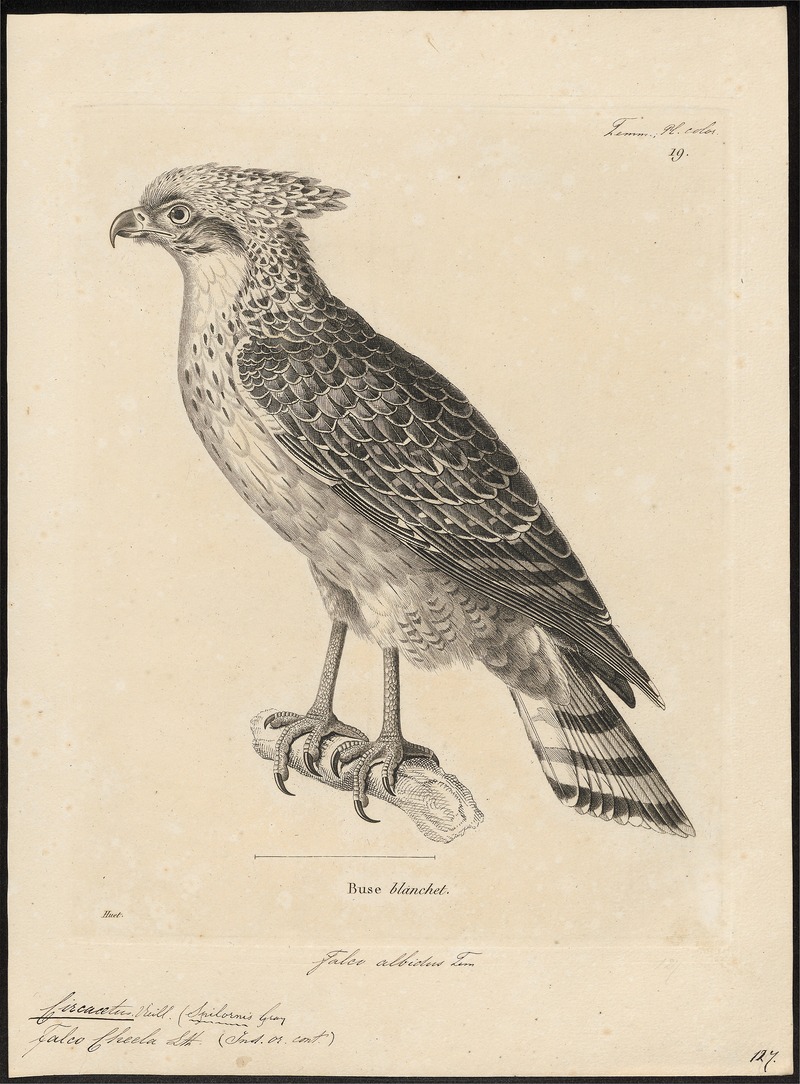 Circaëtus cheela - 1700-1880 - Print - Iconographia Zoologica - Special Collections University of Amsterdam - UBA01 IZ18100263.jpg