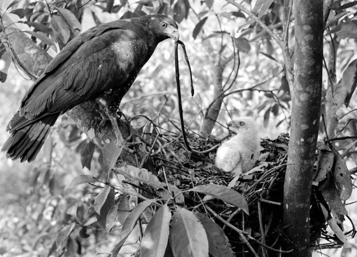 COLLECTIE TROPENMUSEUM Een slangenbuizerd (Spilornis) met een prooi voor het jong in het nest in Dampar Oost-Java TMnr 10006581.jpg