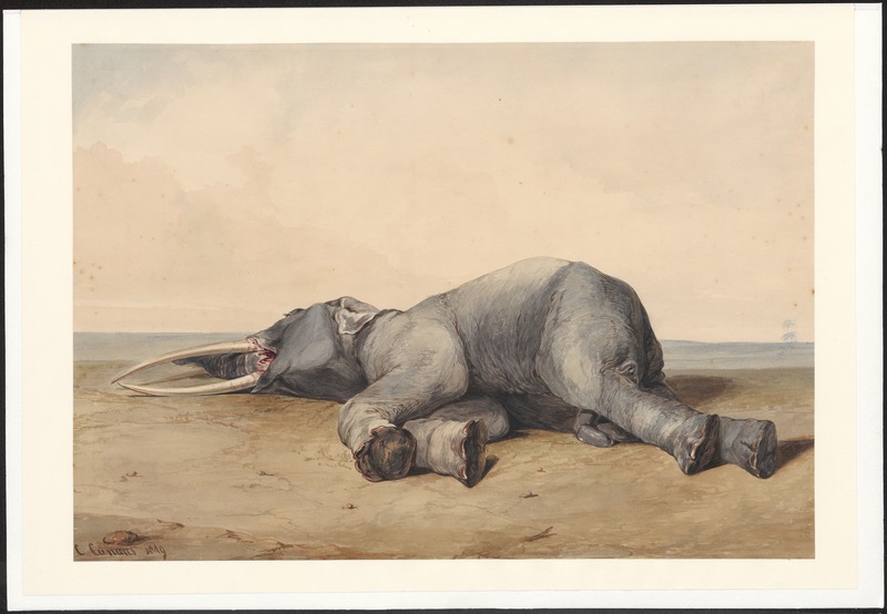 Elephas maximus - 1849 - Print - Iconographia Zoologica - Special Collections University of Amsterdam - UBA01 IZAA100197.jpg