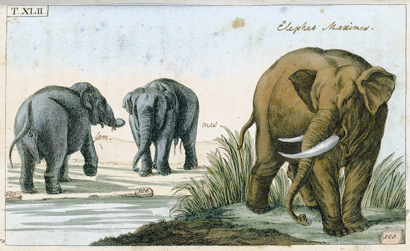 Elefanten aus Gottlieb Tobias Wilhelm Unterhaltungen aus der Naturgeschichte.jpg
