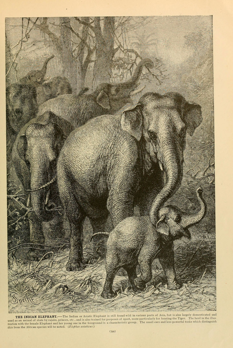Brehm's Life of animals (Page 399) (6220691310).jpg