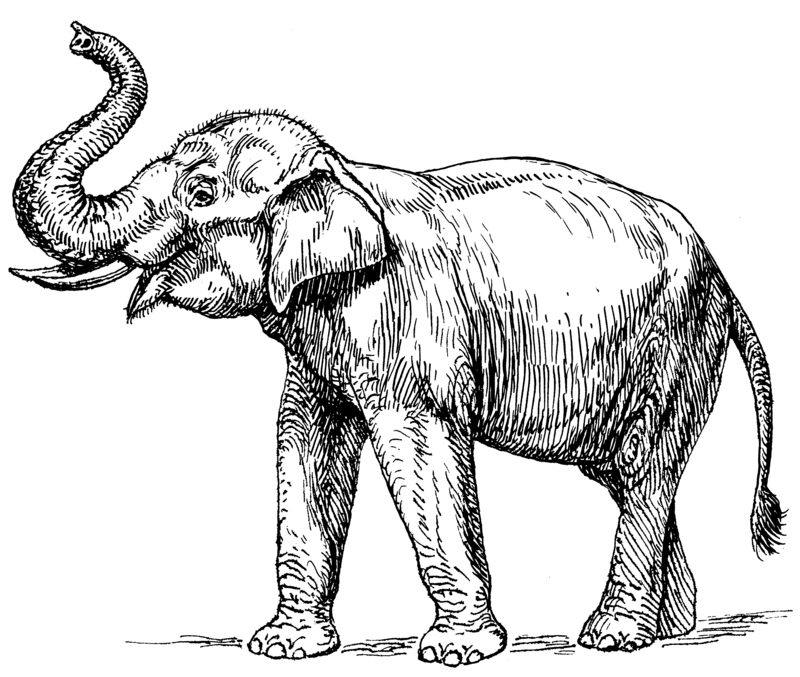 Indian elephant (PSF).png
