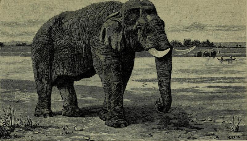 Wild beasts and their ways - reminiscences of Europe, Asia, Africa and America (1890) (14757752506).jpg