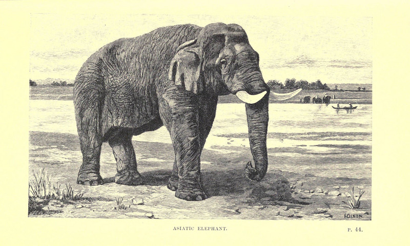Wild beasts and their ways (Plate 3) (6505680573).jpg