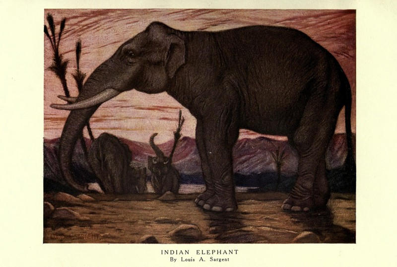 The wild beasts of the world (Plate 3) (8116020829).jpg