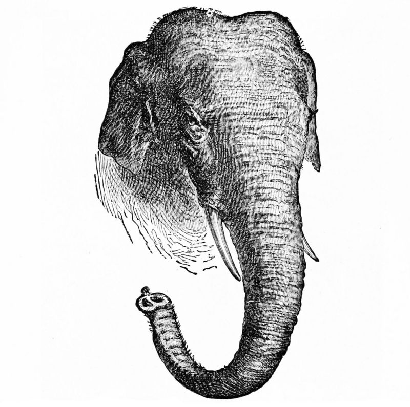 PSM V02 D156 Asiatic elephant.jpg