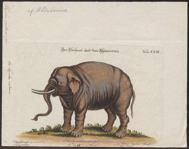 Elephas indicus - 1700-1880 - Print - Iconographia Zoologica - Special Collections University of Amsterdam - UBA01 IZ22000047.jpg