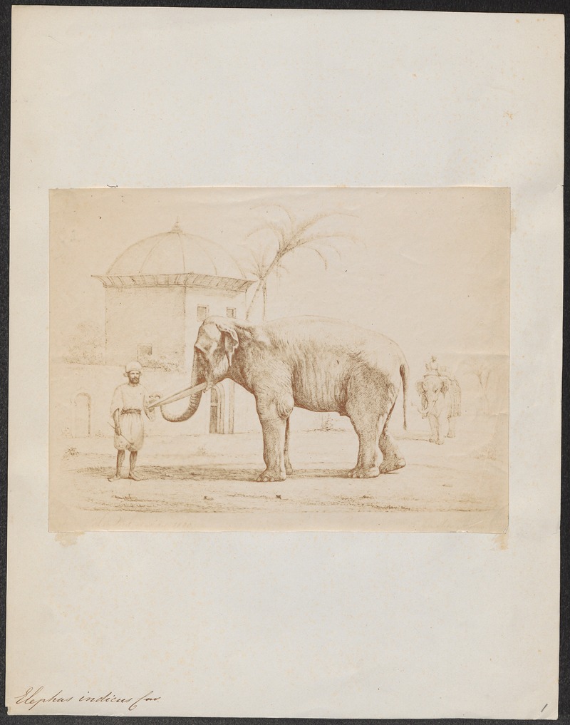Elephas indicus - 1700-1880 - Print - Iconographia Zoologica - Special Collections University of Amsterdam - UBA01 IZ22000049.jpg