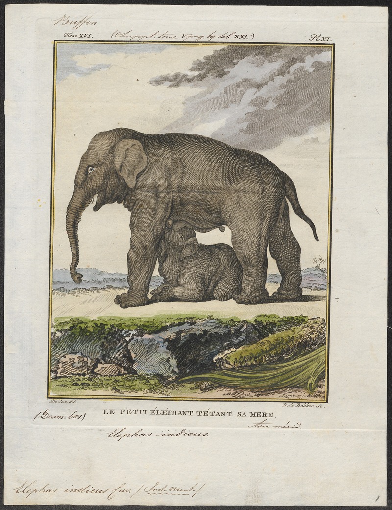 Elephas indicus - 1700-1880 - Print - Iconographia Zoologica - Special Collections University of Amsterdam - UBA01 IZ22000051.jpg