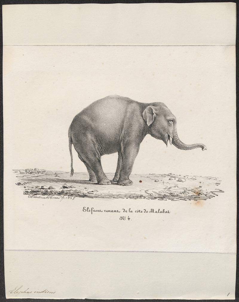 Elephas indicus - 1700-1880 - Print - Iconographia Zoologica - Special Collections University of Amsterdam - UBA01 IZ22000053.jpg