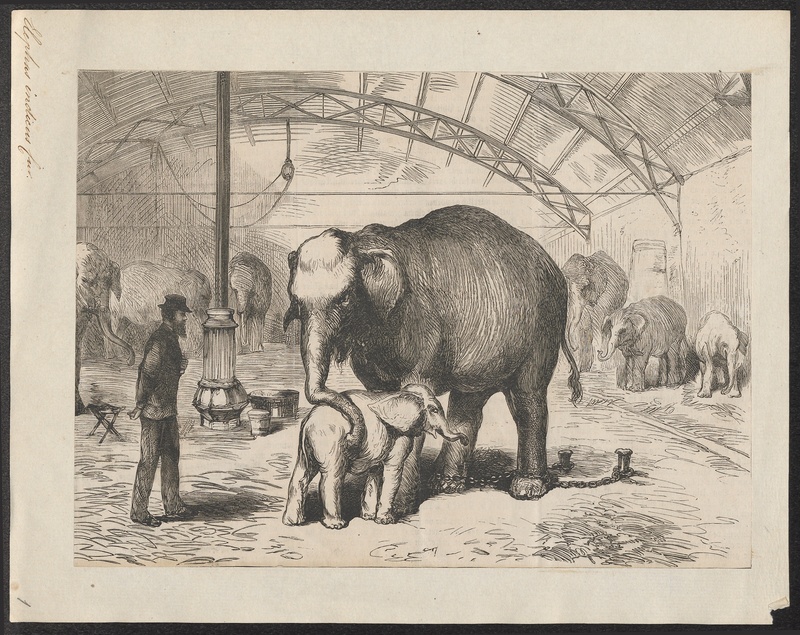 Elephas indicus - 1700-1880 - Print - Iconographia Zoologica - Special Collections University of Amsterdam - UBA01 IZ22000055.jpg
