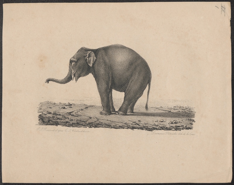 Elephas indicus - 1700-1880 - Print - Iconographia Zoologica - Special Collections University of Amsterdam - UBA01 IZ22000057.jpg