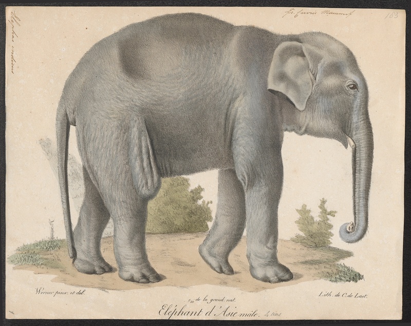 Elephas indicus - 1700-1880 - Print - Iconographia Zoologica - Special Collections University of Amsterdam - UBA01 IZ22000074.jpg