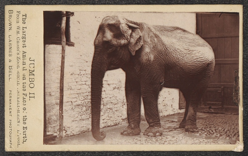 Elephas indicus - 1700-1880 - Print - Iconographia Zoologica - Special Collections University of Amsterdam - UBA01 IZ22000090.jpg