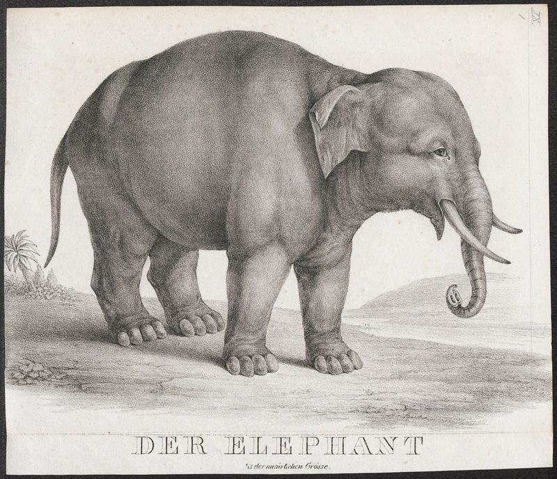 Elephas indicus - 1700-1880 - Print - Iconographia Zoologica - Special Collections University of Amsterdam - UBA01 IZ22000109.jpg