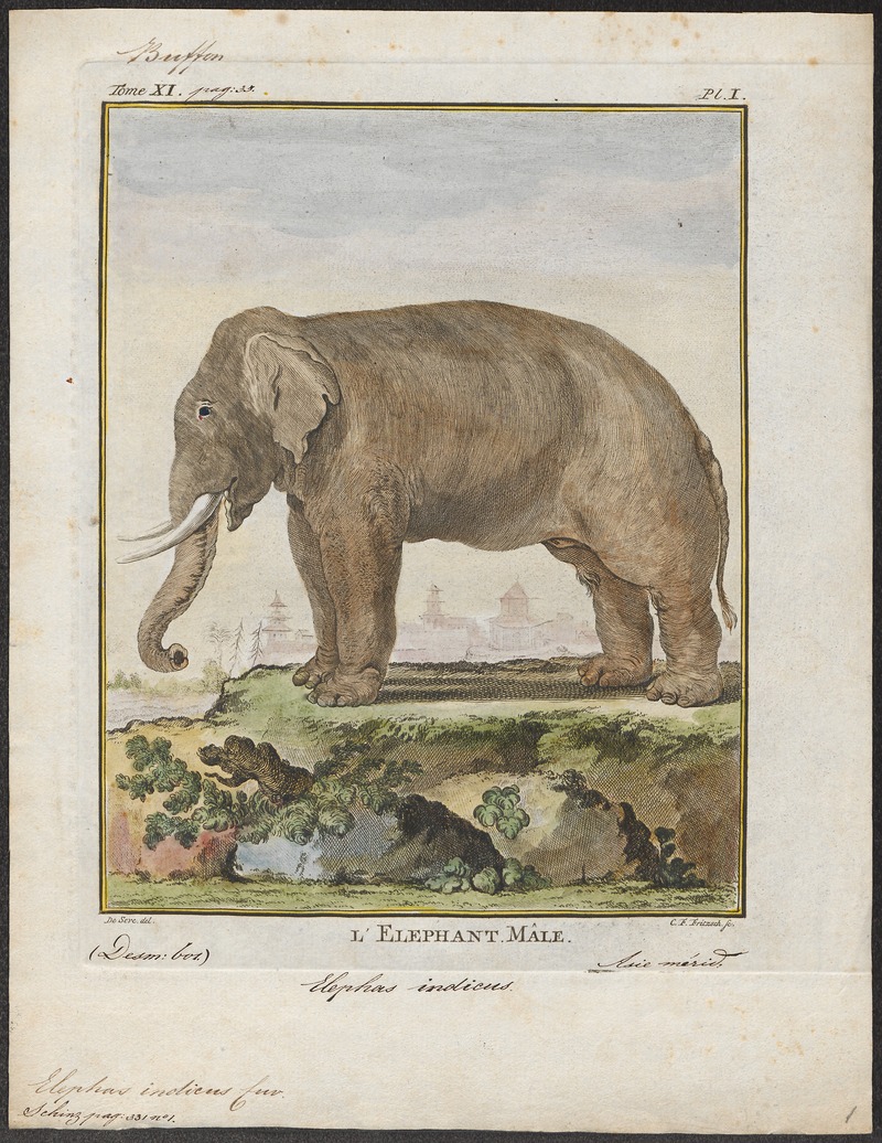 Elephas indicus - 1700-1880 - Print - Iconographia Zoologica - Special Collections University of Amsterdam - UBA01 IZ22000119.jpg