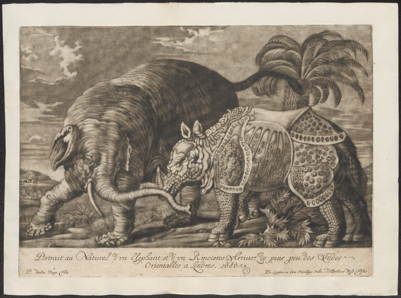 Elephas indicus - 1700-1880 - Print - Iconographia Zoologica - Special Collections University of Amsterdam - UBA01 IZ22000121.jpg