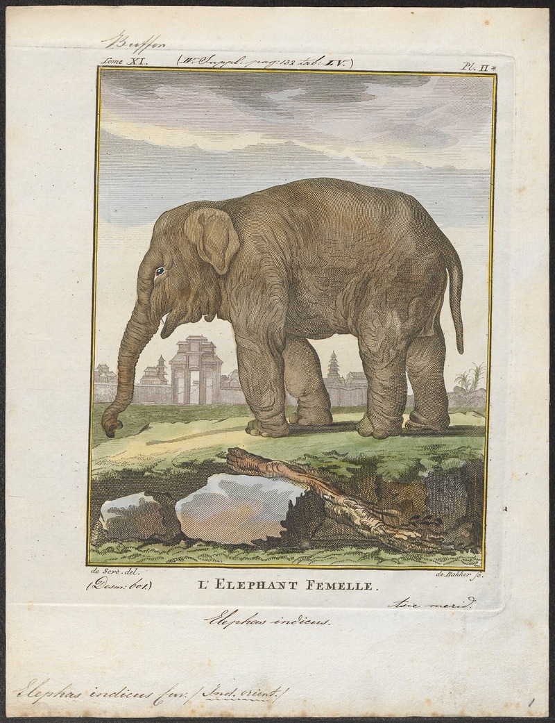 Elephas indicus - 1700-1880 - Print - Iconographia Zoologica - Special Collections University of Amsterdam - UBA01 IZ22000125.jpg