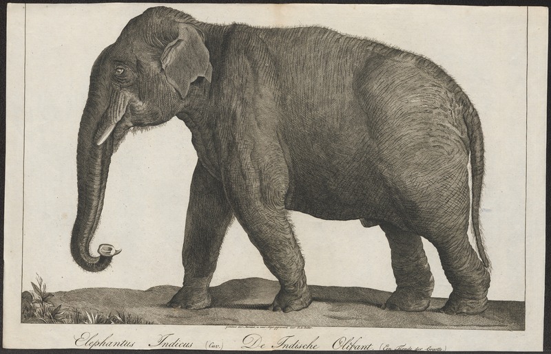 Elephas indicus - 1700-1880 - Print - Iconographia Zoologica - Special Collections University of Amsterdam - UBA01 IZ22000127.jpg