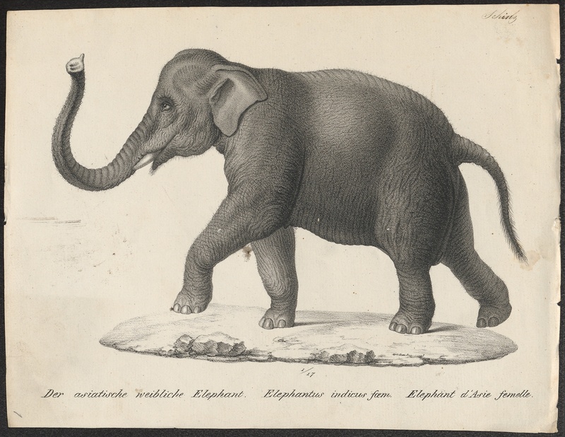 Elephas indicus - 1700-1880 - Print - Iconographia Zoologica - Special Collections University of Amsterdam - UBA01 IZ22000129.jpg