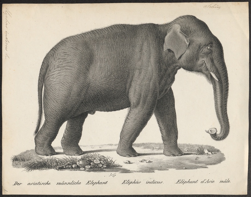 Elephas indicus - 1700-1880 - Print - Iconographia Zoologica - Special Collections University of Amsterdam - UBA01 IZ22000131.jpg