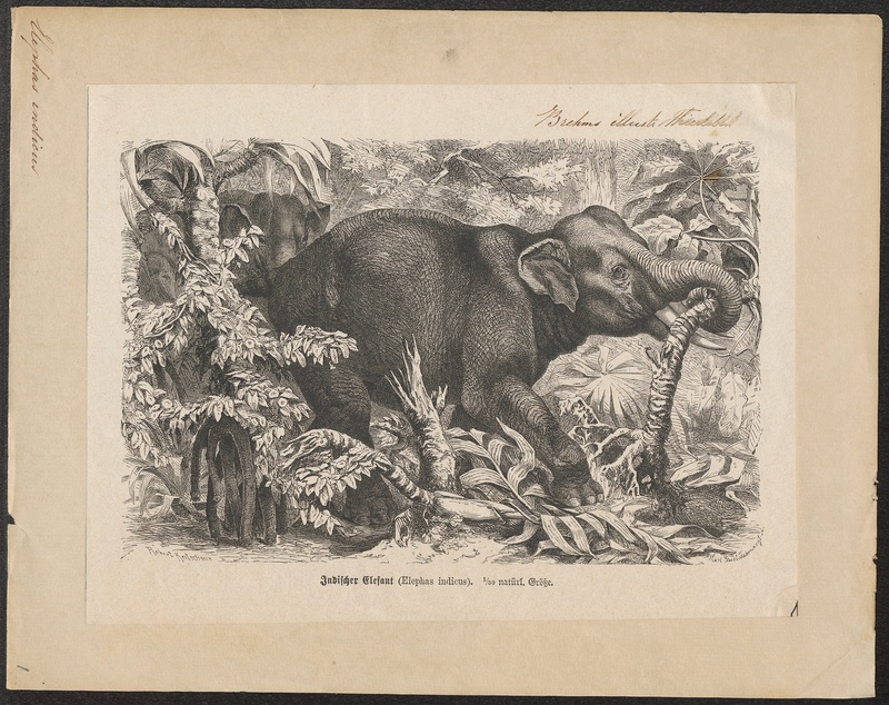 Elephas indicus - 1700-1880 - Print - Iconographia Zoologica - Special Collections University of Amsterdam - UBA01 IZ22000133.jpg