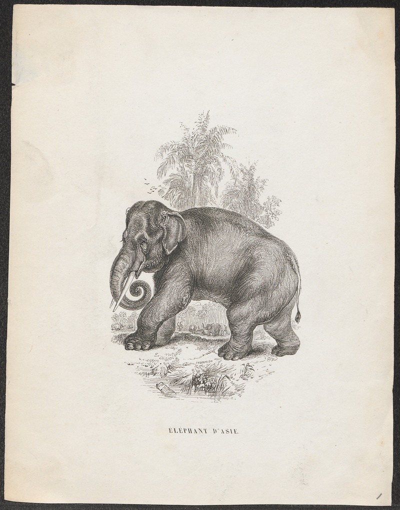 Elephas indicus - 1700-1880 - Print - Iconographia Zoologica - Special Collections University of Amsterdam - UBA01 IZ22000137.jpg