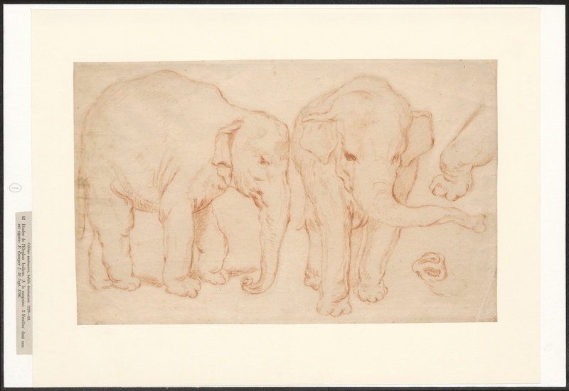 Elephas indicus - 1722-1789 - Print - Iconographia Zoologica - Special Collections University of Amsterdam - UBA01 IZA1000094.jpg