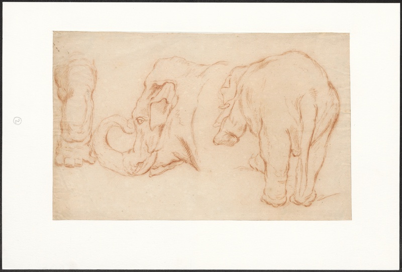 Elephas indicus - 1722-1789 - Print - Iconographia Zoologica - Special Collections University of Amsterdam - UBA01 IZA1000096.jpg