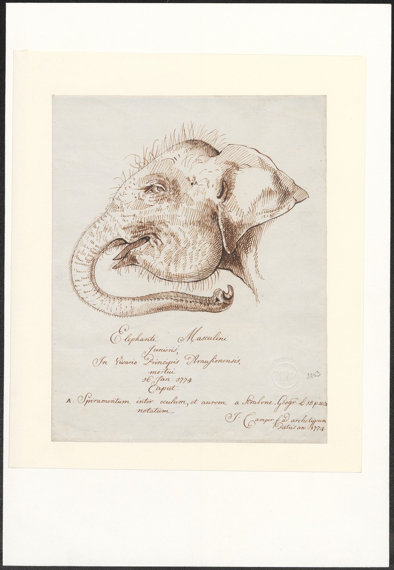 Elephas indicus - 1774 - Print - Iconographia Zoologica - Special Collections University of Amsterdam - UBA01 IZA1000100.jpg