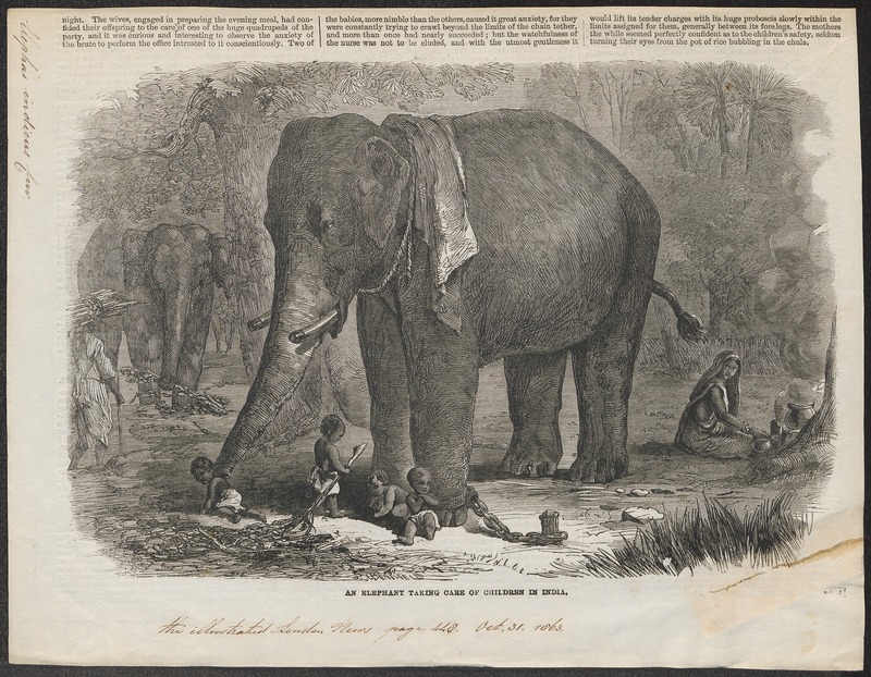 Elephas indicus - 1863 - Print - Iconographia Zoologica - Special Collections University of Amsterdam - UBA01 IZ22000063.jpg