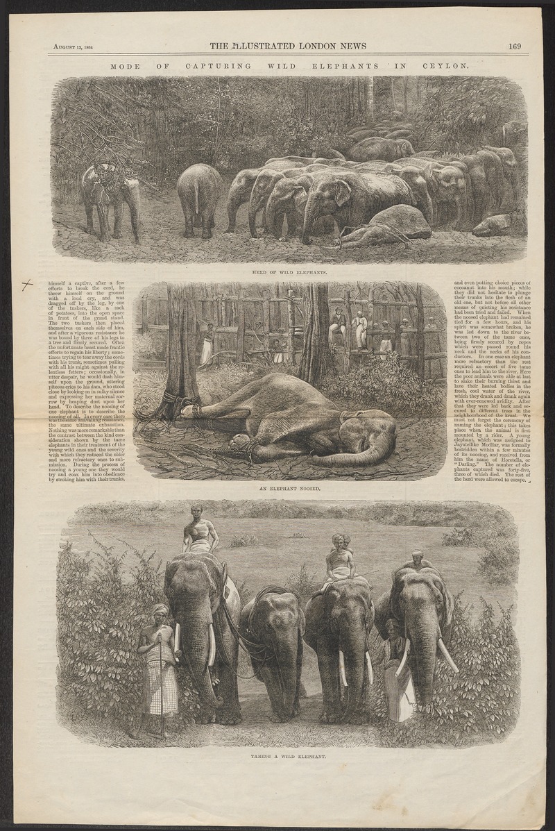 Elephas indicus - 1864 - Print - Iconographia Zoologica - Special Collections University of Amsterdam - UBA01 IZ22000113.jpg