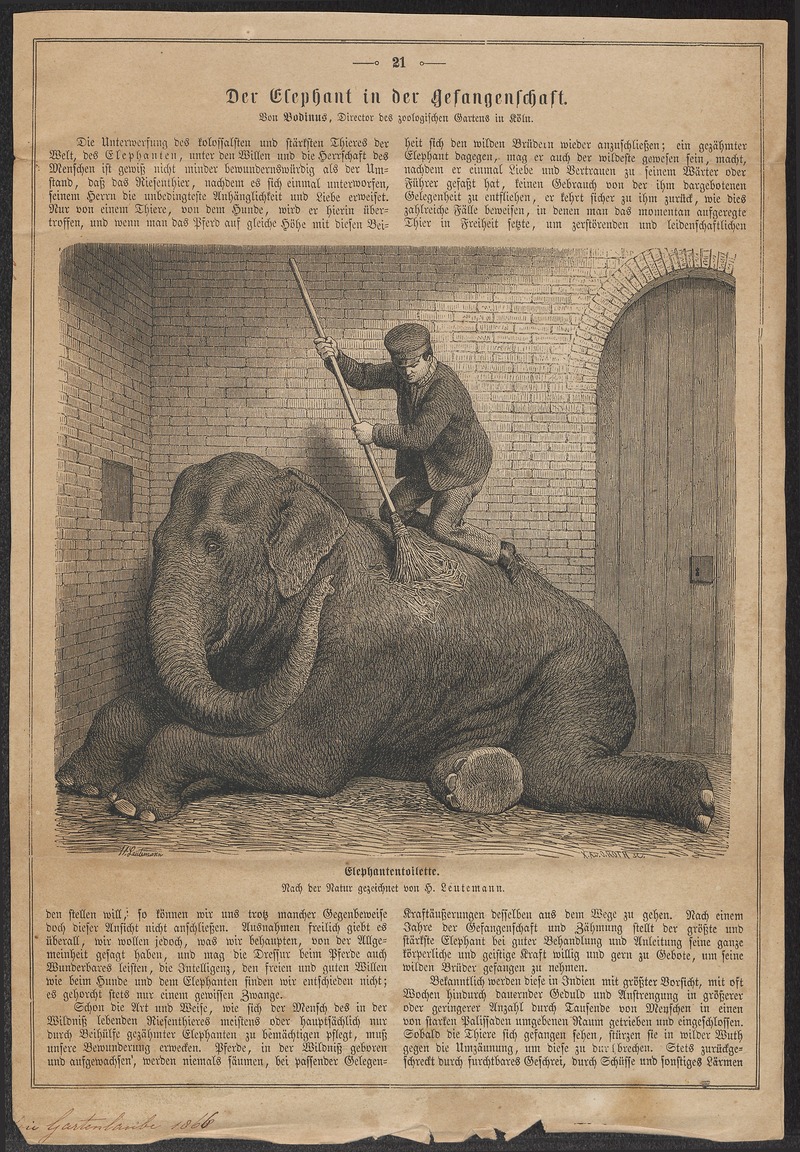 Elephas indicus - 1866 - Print - Iconographia Zoologica - Special Collections University of Amsterdam - UBA01 IZ22000067.jpg