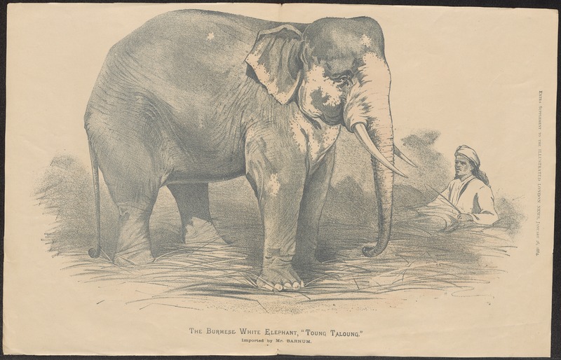 Elephas indicus - 1884 - Print - Iconographia Zoologica - Special Collections University of Amsterdam - UBA01 IZ22000139.jpg
