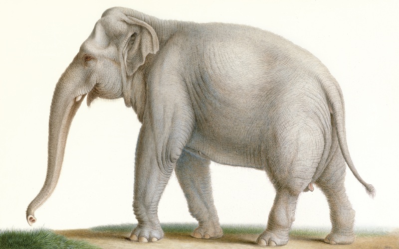 Nicolas Huet04 - Sri Lankan elephant (Elephas maximus maximus).jpg