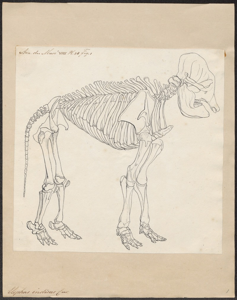 Elephas indicus - skelet - 1700-1880 - Print - Iconographia Zoologica - Special Collections University of Amsterdam - UBA01 IZ22000019.jpg