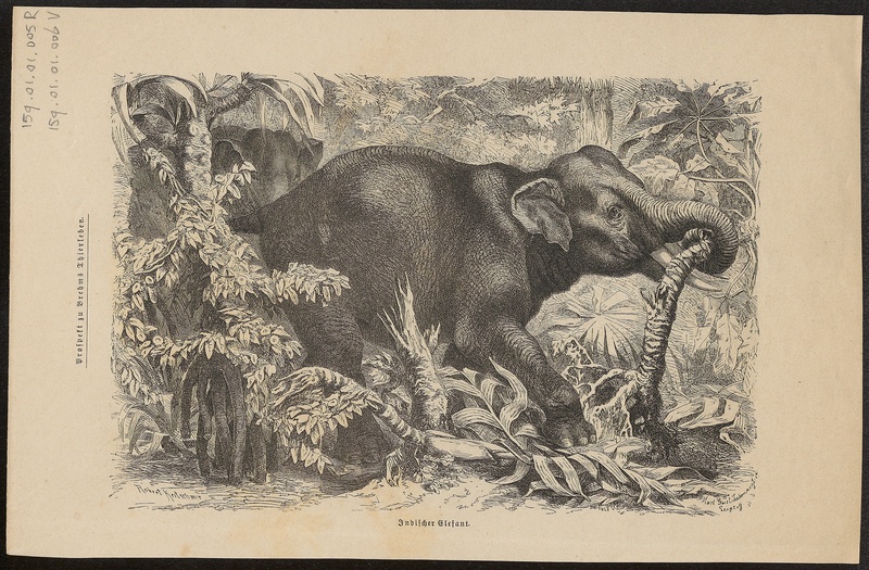 Elephas maximus indicus - 1700-1880 - Print - Iconographia Zoologica - Special Collections University of Amsterdam - UBA01 IZ15900006.jpg