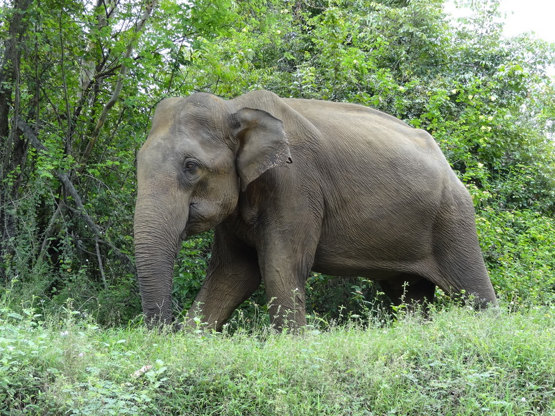 Male elephant at A-15, Sri Lanka - Sri Lankan elephant (Elephas maximus maximus).JPG