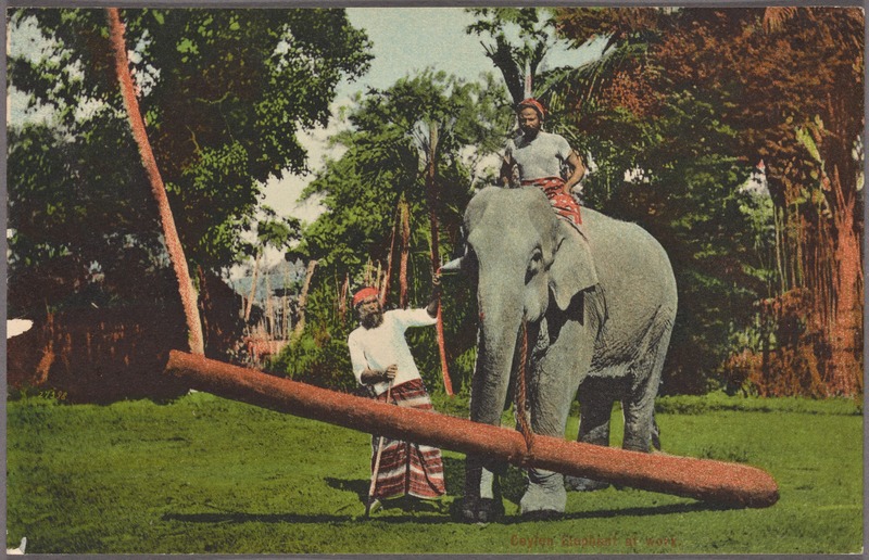 Ceylon elephant at work (NYPL Hades-2359913-4044678).jpg