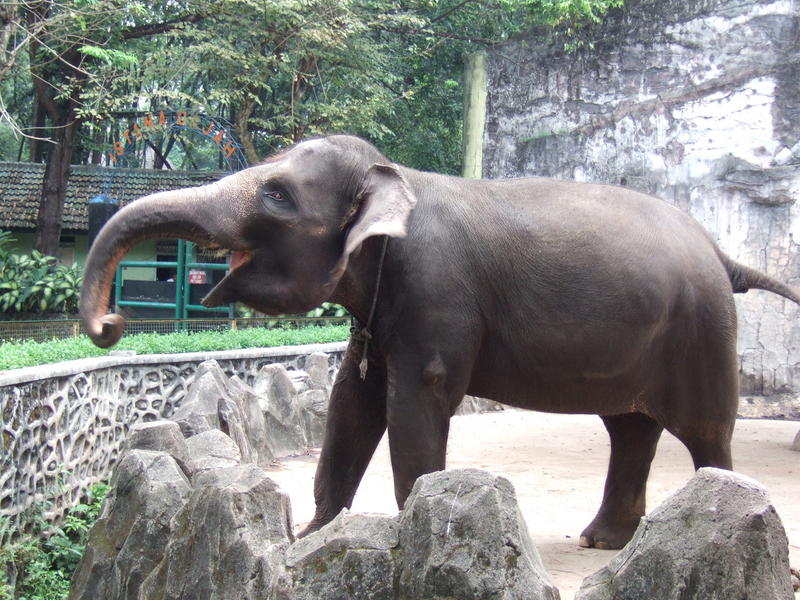 Sumatran elephant Elephas maximus sumatranus Ragunan Zoo.JPG