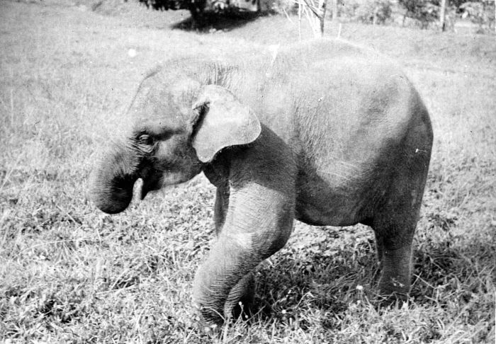 COLLECTIE TROPENMUSEUM Een jonge olifant Sumatra TMnr 10006627.jpg