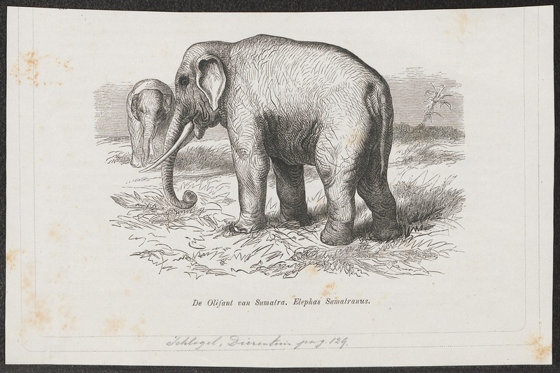 Elephas sumatranus - 1700-1880 - Print - Iconographia Zoologica - Special Collections University of Amsterdam - UBA01 IZ22000135.jpg