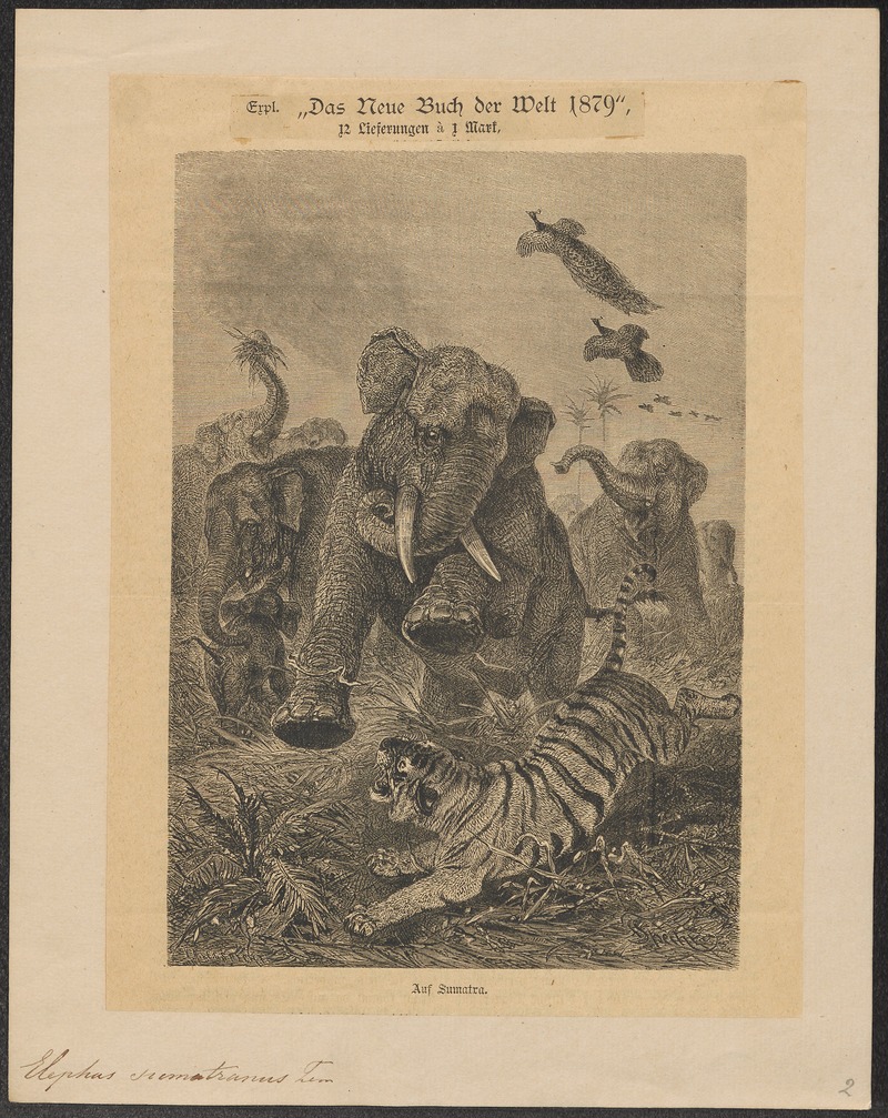 Elephas sumatranus - 1879 - Print - Iconographia Zoologica - Special Collections University of Amsterdam - UBA01 IZ22000123.jpg