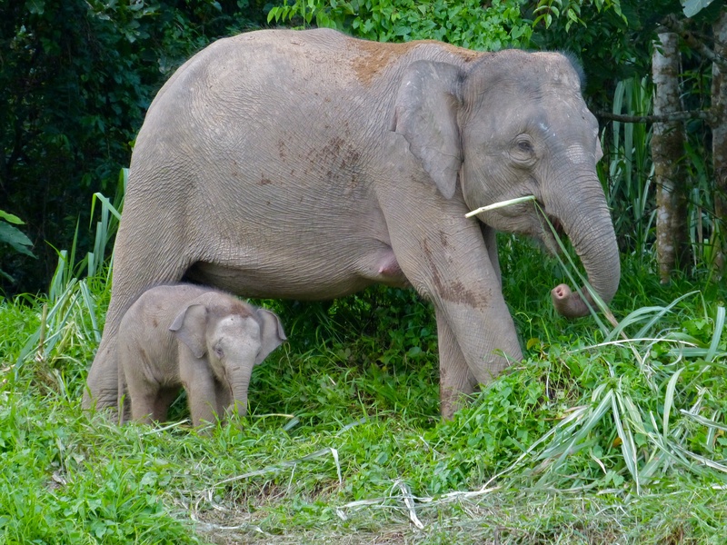 Borneo Pygmy Elephants (Elephas maximus borneensis) mother and baby (8074160345).jpg