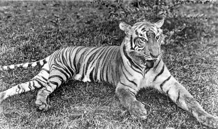 COLLECTIE TROPENMUSEUM Een koningstijger (Felis tigris) uit Midden-Asahan Noord-Sumatra TMnr 10006633.jpg