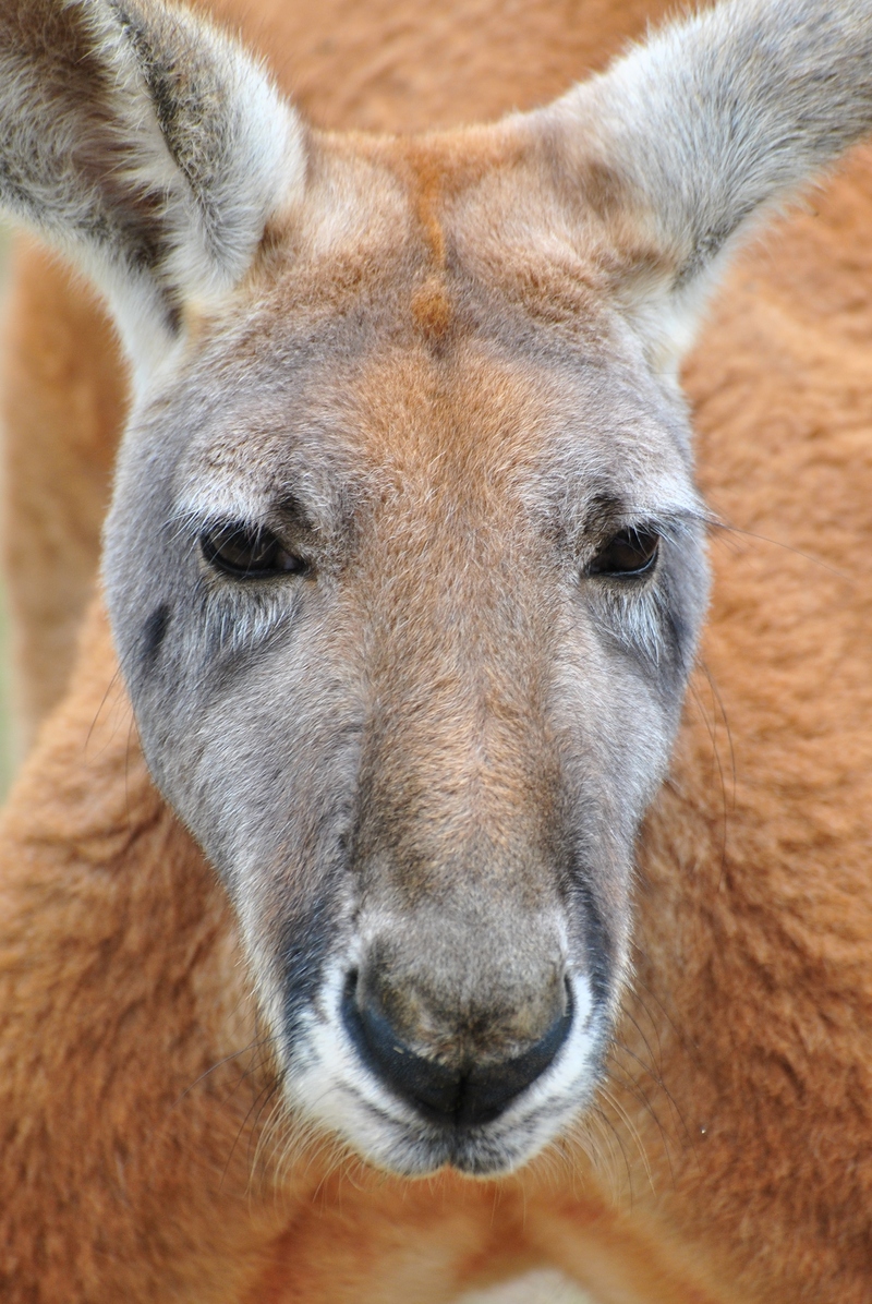 Red Kangaroo (8679973331) - red kangaroo (Macropus rufus).jpg