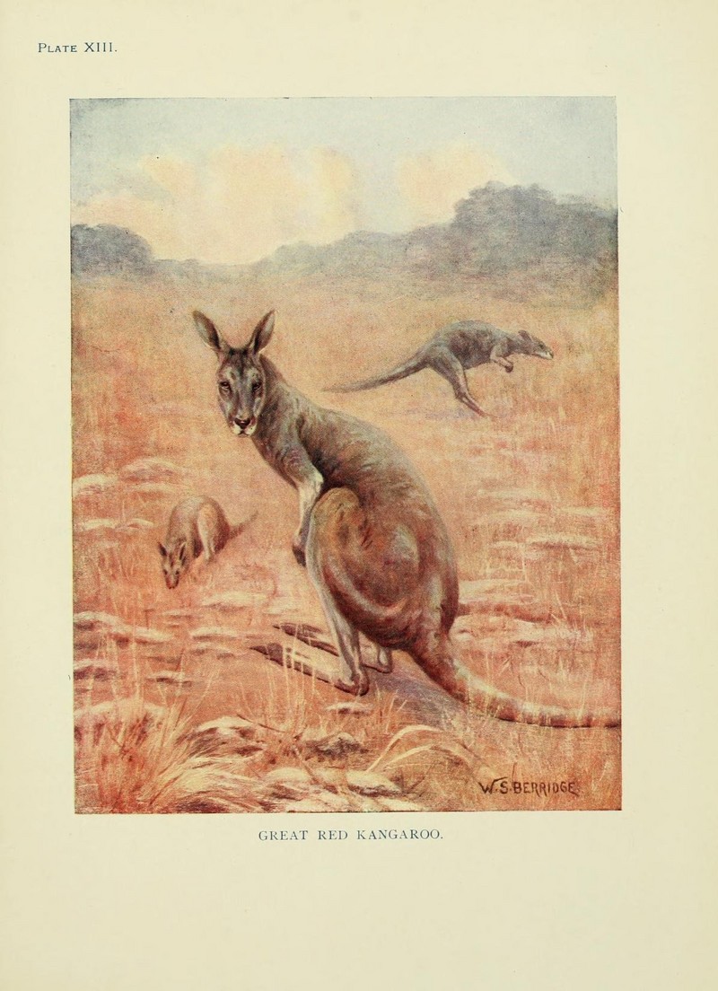 The book of the animal kingdom (Plate XIII) (7335345734).jpg